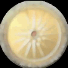 MAKEDONON